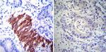 HSP27 Antibody in Immunohistochemistry (Paraffin) (IHC (P))