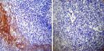 HSP27 Antibody in Immunohistochemistry (Paraffin) (IHC (P))