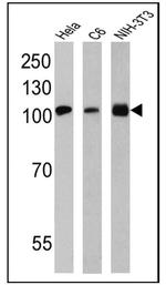 GRP94 Antibody in Western Blot (WB)