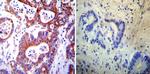 PDI Antibody in Immunohistochemistry (Paraffin) (IHC (P))