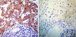 PDI Antibody in Immunohistochemistry (Paraffin) (IHC (P))