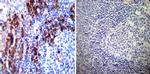 PDI Antibody in Immunohistochemistry (Paraffin) (IHC (P))