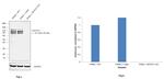 NFATC1 Antibody in Western Blot (WB)