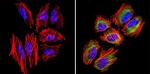 TCP1 Antibody in Immunocytochemistry (ICC/IF)