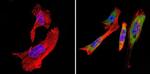 TCP1 Antibody in Immunocytochemistry (ICC/IF)