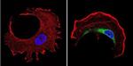 TCP1 Antibody in Immunocytochemistry (ICC/IF)