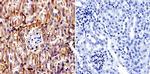 TCP1 Antibody in Immunohistochemistry (Paraffin) (IHC (P))