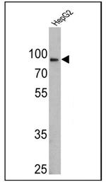 Calnexin Antibody in Western Blot (WB)