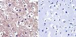 Cdc37 Antibody in Immunohistochemistry (Paraffin) (IHC (P))