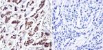 Cdc37 Antibody in Immunohistochemistry (Paraffin) (IHC (P))