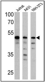 Cdc37 Antibody in Western Blot (WB)