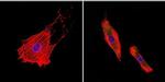 uNOS Antibody in Immunocytochemistry (ICC/IF)