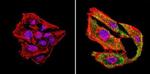 uNOS Antibody in Immunocytochemistry (ICC/IF)