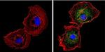 CYP1A1/CYP1A2 Antibody in Immunocytochemistry (ICC/IF)