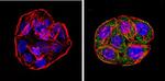 CYP1A1/CYP1A2 Antibody in Immunocytochemistry (ICC/IF)