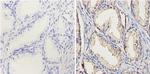 CYP1A1/CYP1A2 Antibody in Immunohistochemistry (Paraffin) (IHC (P))