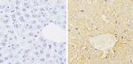 CYP1A1/CYP1A2 Antibody in Immunohistochemistry (Paraffin) (IHC (P))