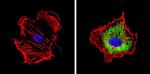 CYP1A2 Antibody in Immunocytochemistry (ICC/IF)