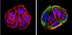 CYP1A2 Antibody in Immunocytochemistry (ICC/IF)