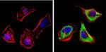 CYP1A2 Antibody in Immunocytochemistry (ICC/IF)