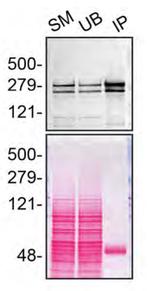 Huntingtin Antibody in Immunoprecipitation (IP)