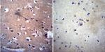 Acetylcholinesterase Antibody in Immunohistochemistry (Paraffin) (IHC (P))