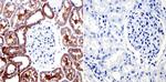 CHRM2 Antibody in Immunohistochemistry (Paraffin) (IHC (P))