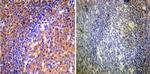 ARF1/ARF3/ARF5/ARF6 Antibody in Immunohistochemistry (Paraffin) (IHC (P))