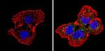 SPTBN1 Antibody in Immunocytochemistry (ICC/IF)