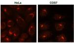 TGN46 Antibody in Immunocytochemistry (ICC/IF)