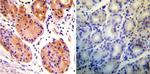 RAB9 Antibody in Immunohistochemistry (Paraffin) (IHC (P))