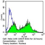 BrdU Antibody in Flow Cytometry (Flow)