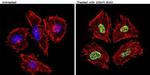 BrdU Antibody in Immunocytochemistry (ICC/IF)