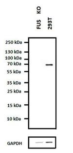 FUS Antibody