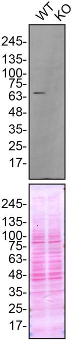 FUS Antibody in Western Blot (WB)