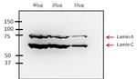 Lamin A/C Antibody in Western Blot (WB)