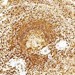 AIP Antibody in Immunohistochemistry (Paraffin) (IHC (P))