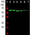 alpha Internexin Antibody in Western Blot (WB)