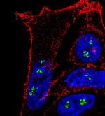 Fibrillarin Antibody in Immunocytochemistry (ICC/IF)