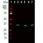 Fibrillarin Antibody in Western Blot (WB)