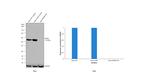 NONO Antibody in Western Blot (WB)