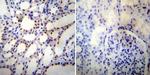 NONO Antibody in Immunohistochemistry (Paraffin) (IHC (P))