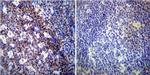 NONO Antibody in Immunohistochemistry (Paraffin) (IHC (P))