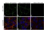 ZO-1 Antibody in Immunocytochemistry (ICC/IF)