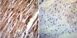 HCN4 Antibody in Immunohistochemistry (Paraffin) (IHC (P))