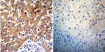 SERCA2 ATPase Antibody in Immunohistochemistry (Paraffin) (IHC (P))