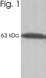 Calsequestrin Antibody in Western Blot (WB)