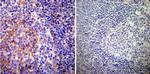 PMCA ATPase Antibody in Immunohistochemistry (Paraffin) (IHC (P))