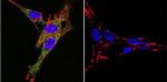 ATP1A3 Antibody in Immunocytochemistry (ICC/IF)