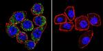 ATP1A3 Antibody in Immunocytochemistry (ICC/IF)